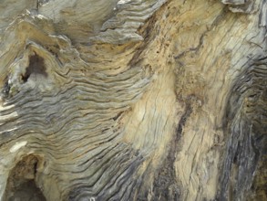 Full frame abstract weathered burl wood surface