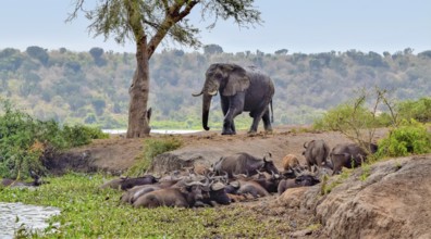 Group of resting african buffalos and a elephant seen at the Queen Elizabeth National Park in