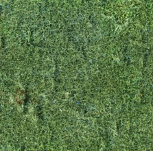 Full frame abstract frizzly green back