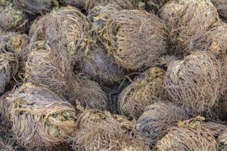 Full frame picture showing lots of dry rose of jericho plants