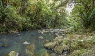 Natural scenery around Whangarei Falls in New Zealand