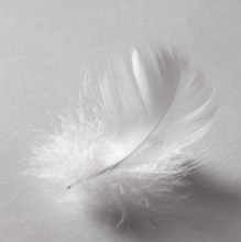 Studio photography of a white fluffy down feather in grey back