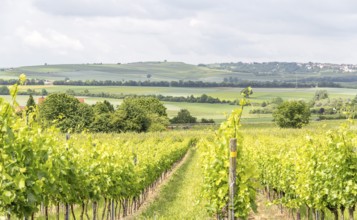 Winegrowing scenery around Loerzweiler in the Rhineland-Palatinate in Germany at spring time