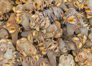 Full frame background showing lots of Banskia cones closeup