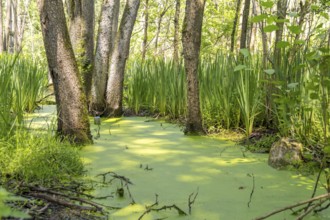 Sunny wetland scenery in Southern Germany at early summer time