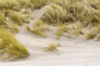 Sandy dune detail overgrown with grass in a dutch province named Zeeland