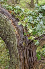 Tree detail overgrown with ivy seen in a dutch province named Zeeland