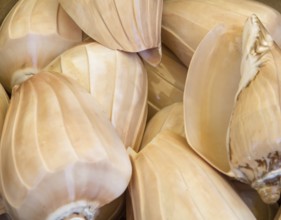 Full frame background showing some aquatic snail shells