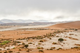 Sandy savanna scenery seen in Namibia