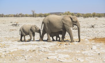 Sunny arid savannah scenery including a walking family of african bush elephants seen in Namibia