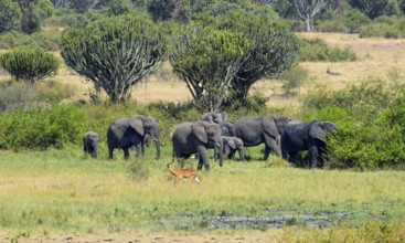 Group of elephants and a ugandan kob seen at the Queen Elizabeth National Park in Uganda