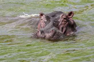 Swimming hippo portrait seen at the Queen Elizabeth National Park in Uganda