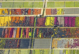 Aerial view, colourful flowers in the horticultural farm In der Hött, shapes and colours, Flehe,