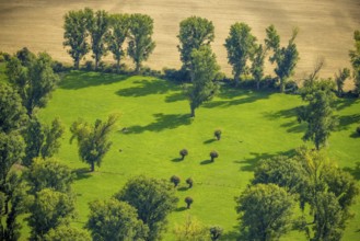 Aerial view, nature reserve Himmelgeister Rheinbogen, meadows and fields and green trees,