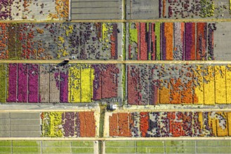 Aerial view, colourful flowers in the horticultural farm In der Hött, shapes and colours, Flehe,