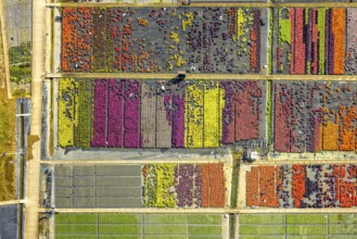 Aerial view, colourful flowers in the horticultural farm In der Hött, shapes and colours, Flehe,