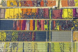 Aerial view, colourful flowers in the horticultural farm In der Hött, shapes and colours, Flehe,