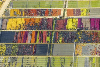 Aerial view, colourful flowers in the horticultural farm In der Hött, shapes and colours, Flehe,