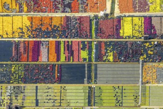 Aerial view, colourful flowers in the horticultural farm In der Hött, shapes and colours, Flehe,