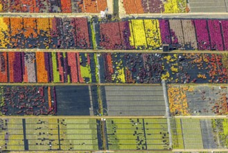 Aerial view, colourful flowers in the horticultural farm In der Hött, shapes and colours, Flehe,