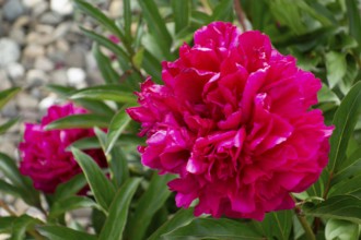 Peony blossoms (Paeonia), lush, fragrant flowers, native garden, Germany