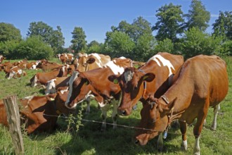 Group of brown cows, pasture, fence, trees, blue sky, East Frisia, Germany