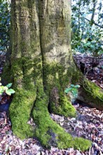 European beech (Fagus sylvatica), overgrown trunk, deciduous tree, Stikelkamper Forest, East