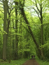 Forest path, walking path, walker, spring, fallen tree, Neuenburg primeval forest, landscape