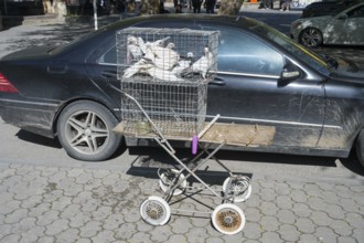 Pigeons in a cage on a converted pram in front of a black car on the street, pigeons for sale,