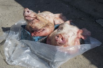 Two raw pig heads lying in the sun in a street market, Gyumri, Gyumri, Gyumri, Shirak province,