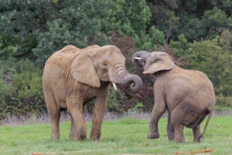 An adult female African elephant (Loxodonta africana) wrestles with her male calf on a meadow at