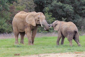 An adult female African elephant (Loxodonta africana) wrestles with her male calf on a meadow at