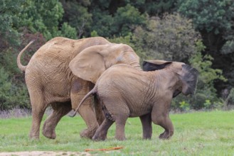 An adult female African elephant (Loxodonta africana) wrestles with her male calf until it falls in
