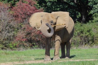 An elephant cow (Loxodonta africana) eats the bark off a branch. A forest can be seen in the