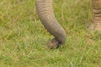 A female elephant (Loxodonta africana) plucks grass with her trunk. Close-up of the trunk.. Captive