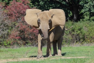 An elephant cow (Loxodonta africana) eats the bark off a branch. A forest can be seen in the