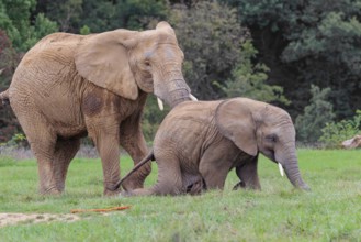 An adult female African elephant (Loxodonta africana) wrestles with her male calf until it falls in