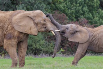 An adult female African elephant (Loxodonta africana) wrestles with her male calf on a meadow at