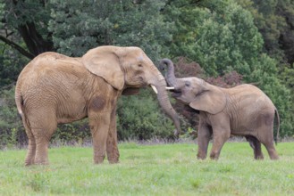 An adult female African elephant (Loxodonta africana) wrestles with her male calf on a meadow at