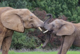 An adult female African elephant (Loxodonta africana) wrestles with her male calf on a meadow at