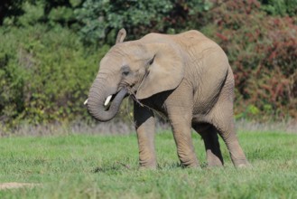 An elephant cow (Loxodonta africana) eats the bark off a branch. A forest can be seen in the