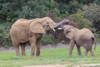 An adult female African elephant (Loxodonta africana) wrestles with her male calf on a meadow at