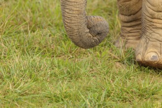 A female elephant (Loxodonta africana) plucks grass with her trunk. Close-up of the trunk.. Captive