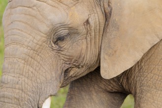 Frontal portrait of a female elephant (Loxodonta africana). Captive