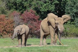 An elephant cow (Loxodonta africana) and her calf eating the bark off a branch. A forest can be
