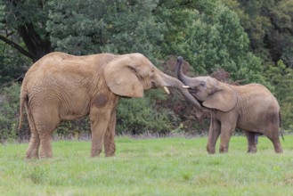An adult female African elephant (Loxodonta africana) wrestles with her male calf on a meadow at