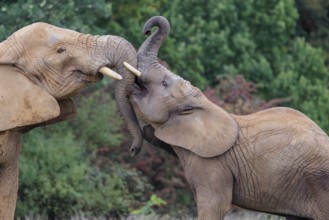 An adult female African elephant (Loxodonta africana) wrestles with her male calf on a meadow at