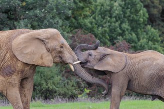 An adult female African elephant (Loxodonta africana) wrestles with her male calf on a meadow at