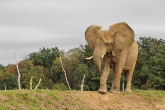 An elephant cow (Loxodonta africana) stands on a hill and throws dust at herself.. Captive