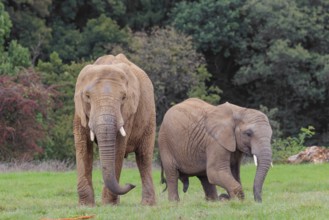 An adult female African elephant (Loxodonta africana) wrestles with her male calf until it falls in